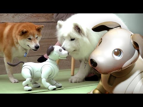 Dogs react to $3000 Robot Dog