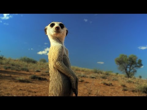 Meerkat Gang vs. Robot Cobra | Spy In The Wild | BBC Earth