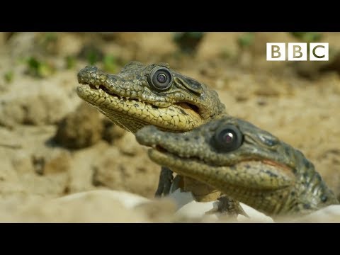 Sneaky croc camera captures incredible footage | Spy in the Wild – BBC