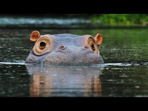 Spy Hippo discovers a Fish Spa! | Spy In The Wild | BBC Earth